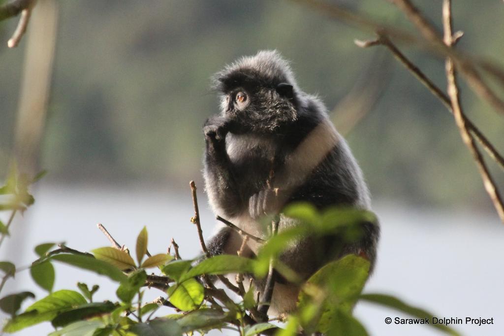 Permai Rainforest Resort Santubong Dış mekan fotoğraf